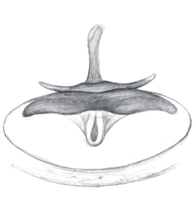 speciesimage