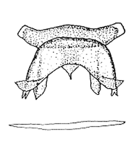 speciesimage