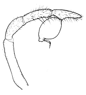 speciesimage