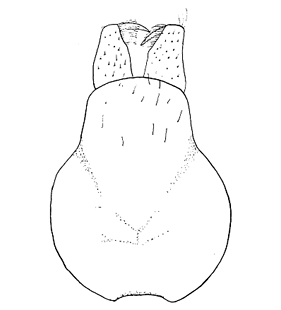 speciesimage