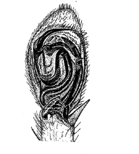 species