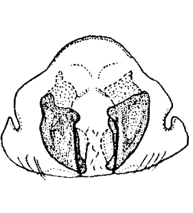 species