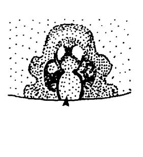 species