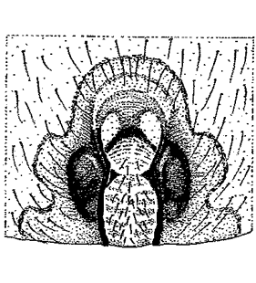 species
