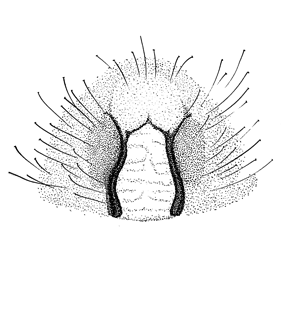 species