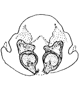 species