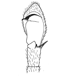 species