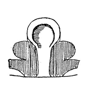 species