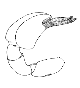 speciesimage