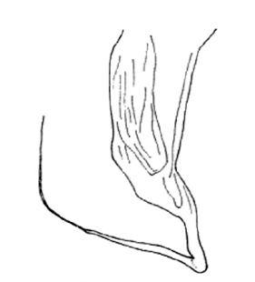 speciesimage