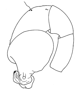 speciesimage