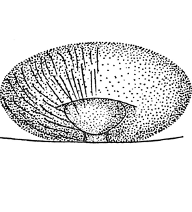 speciesimage