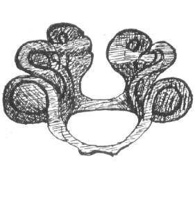 speciesimage
