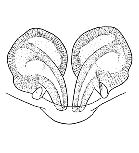 speciesimage