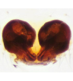 speciesimage