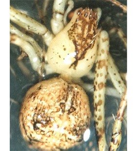 speciesimage