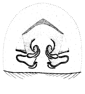 speciesimage