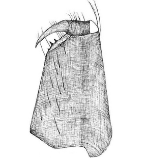 species