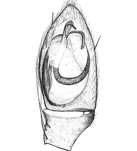 species
