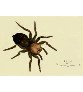 speciesimage