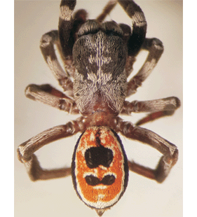speciesimage