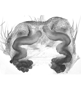 speciesimage