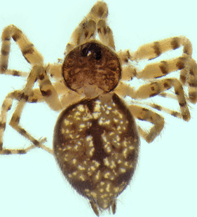speciesimage