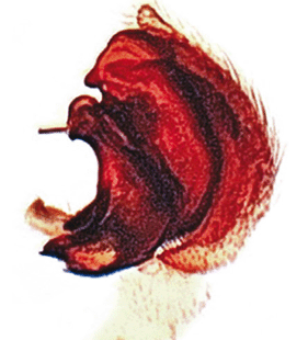 speciesimage