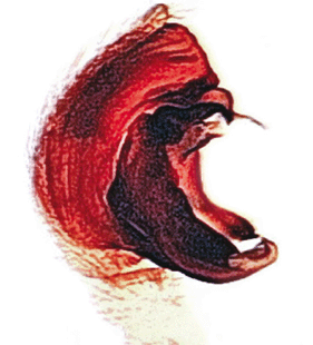 speciesimage