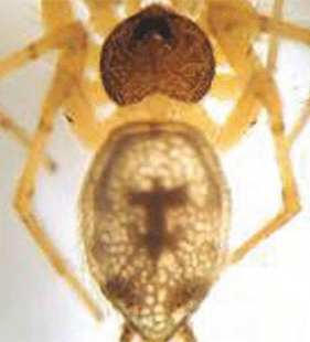 speciesimage