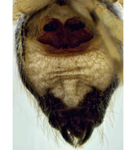 speciesimage