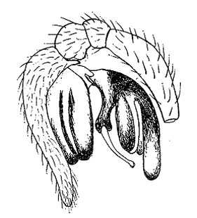 speciesimage