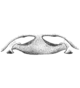 speciesimage