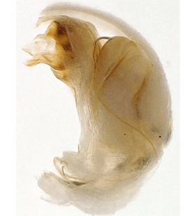 speciesimage