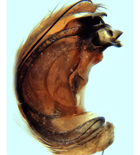 species