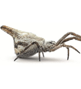 species