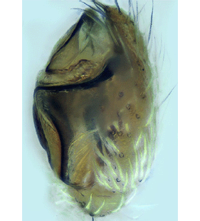species