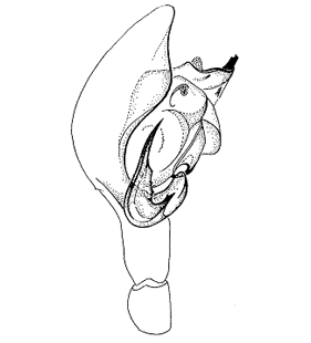 speciesimage