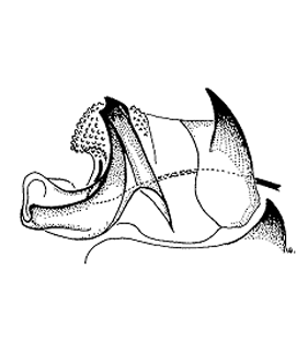 speciesimage