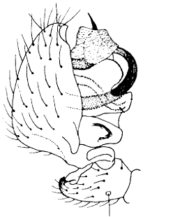 speciesimage