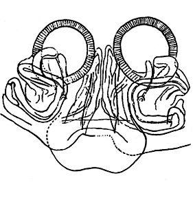 speciesimage