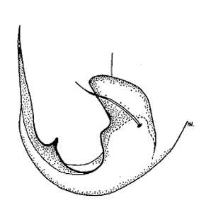 speciesimage