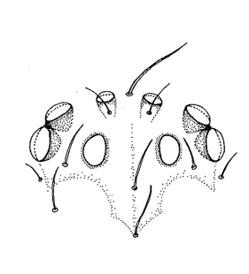 speciesimage