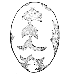 speciesimage