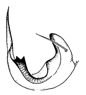 speciesimage