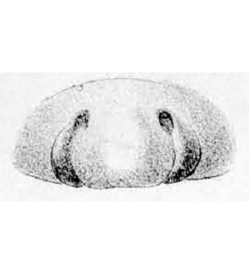 speciesimage