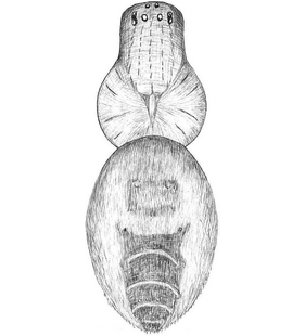 speciesimage