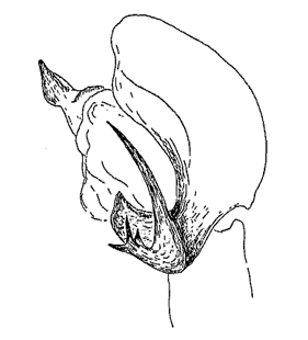 speciesimage