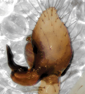 speciesimage