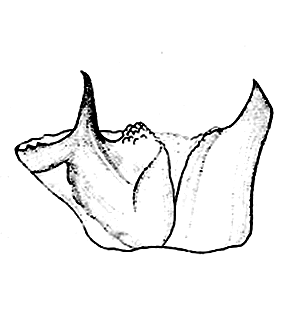 speciesimage
